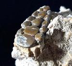 Phacodus punctatus (DIXON 1850) - Bild © FossNet FossilienStore